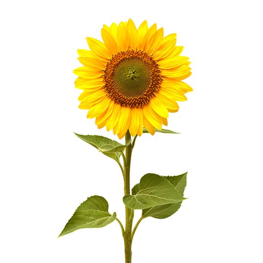 Flowers Sunflower Plant in Bloom