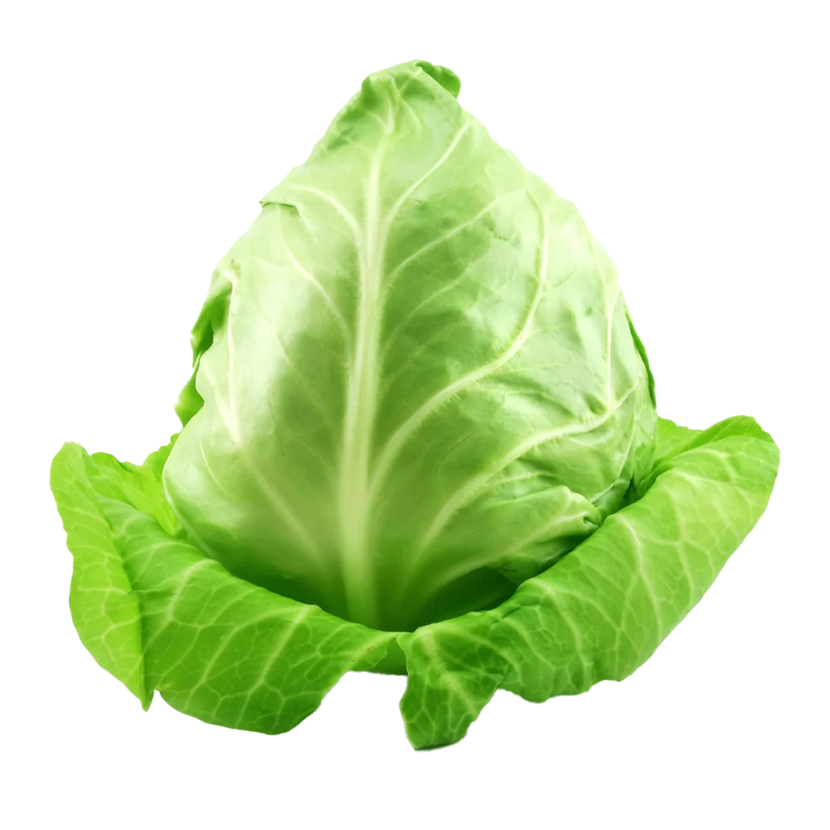 Cabbage Sugarloaf Loose