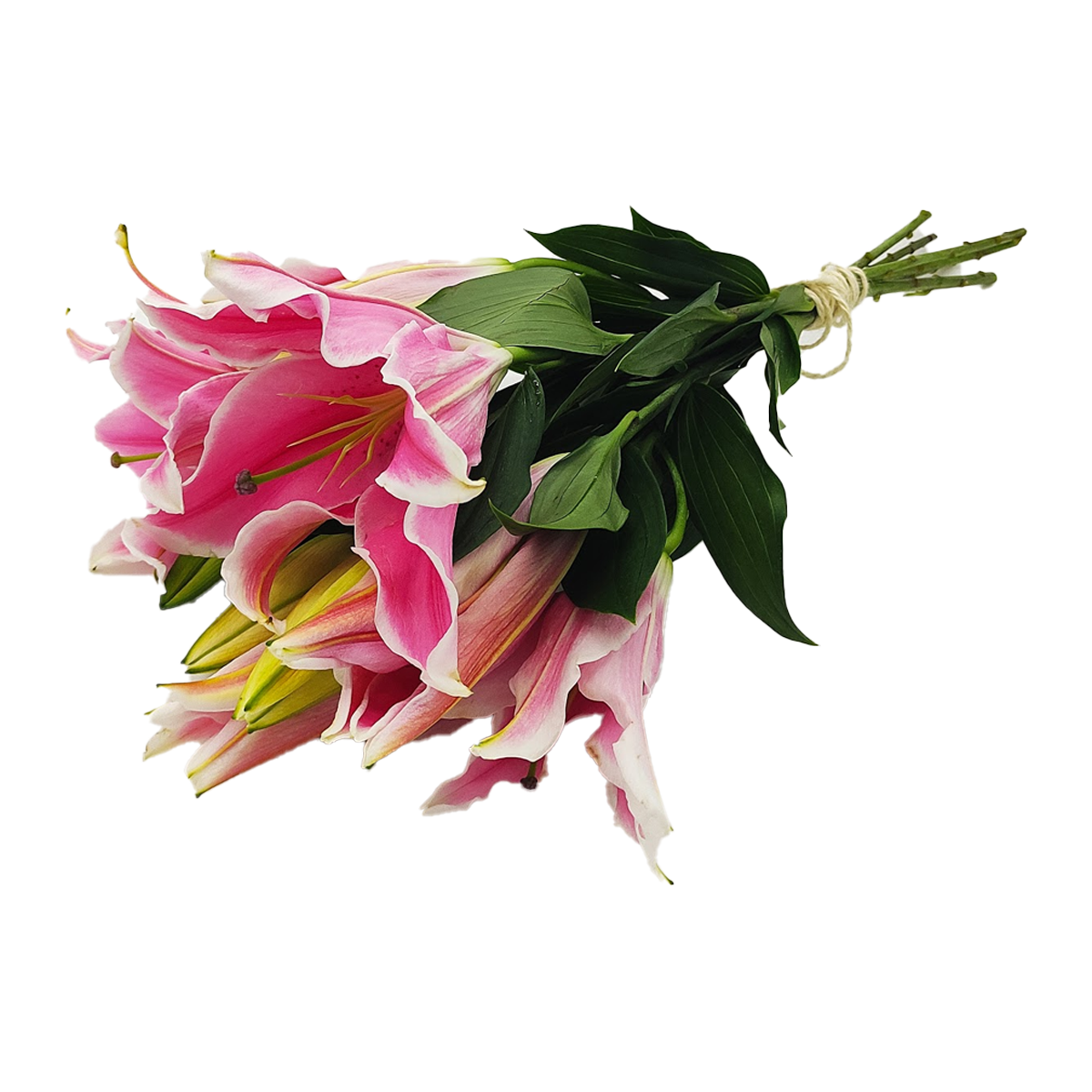 Flowers Oriental Lilies Pink 5 Stem