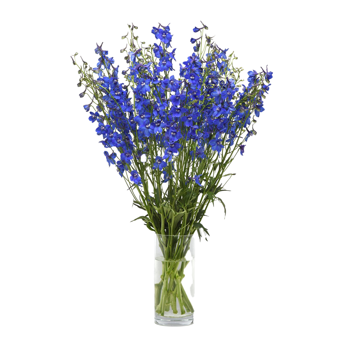 Flowers Delphinium Mini