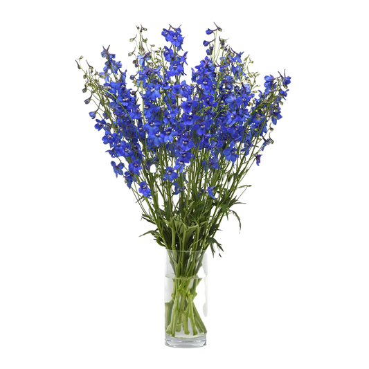 Flowers Delphinium Mini