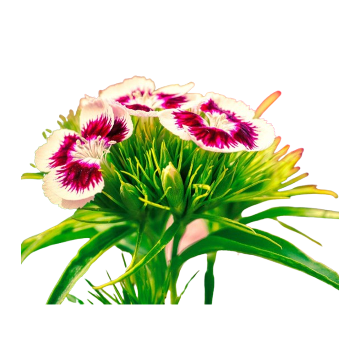 Flower Sweet William