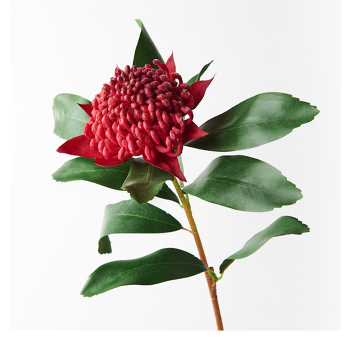Flowers Waratah