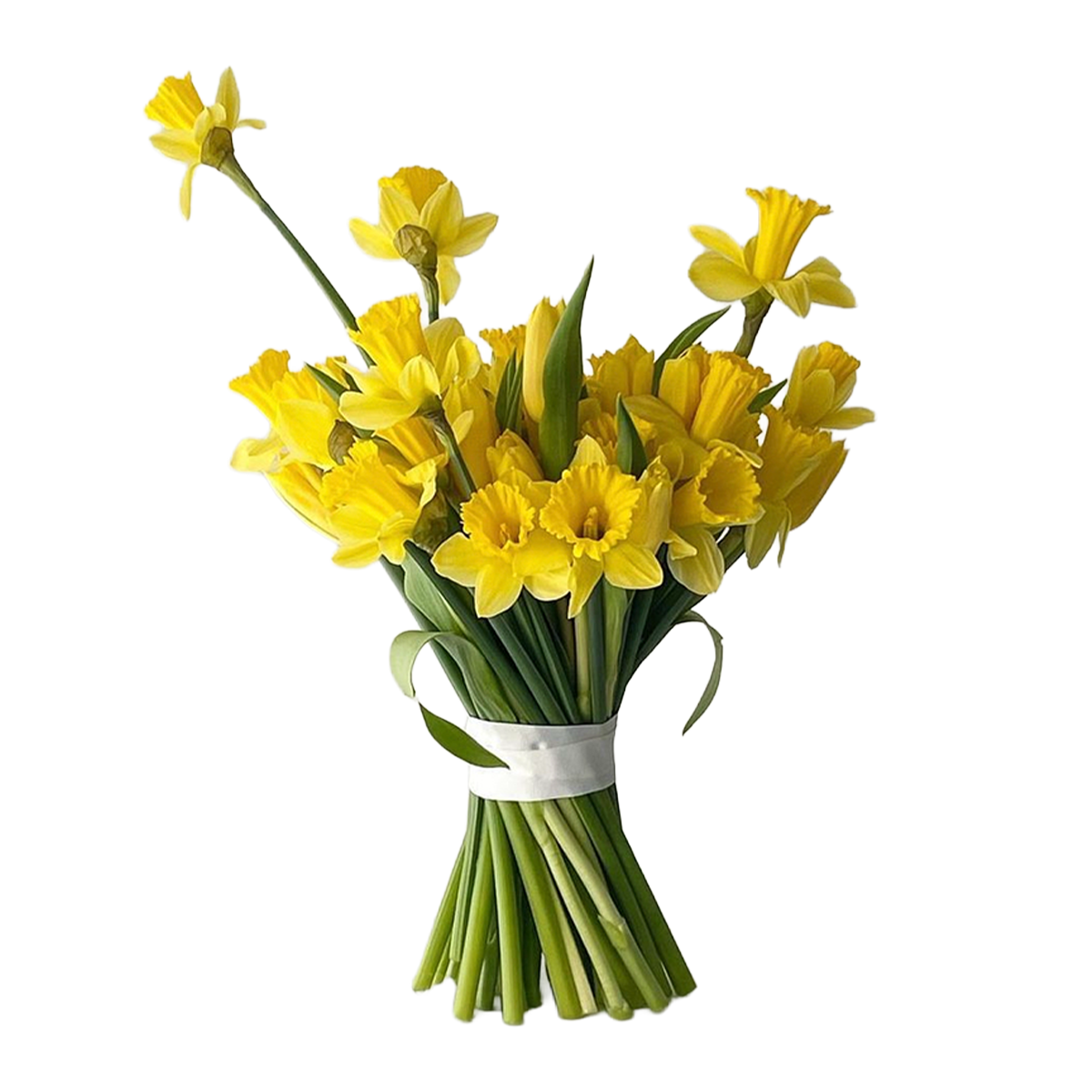 Flowers Daffodil