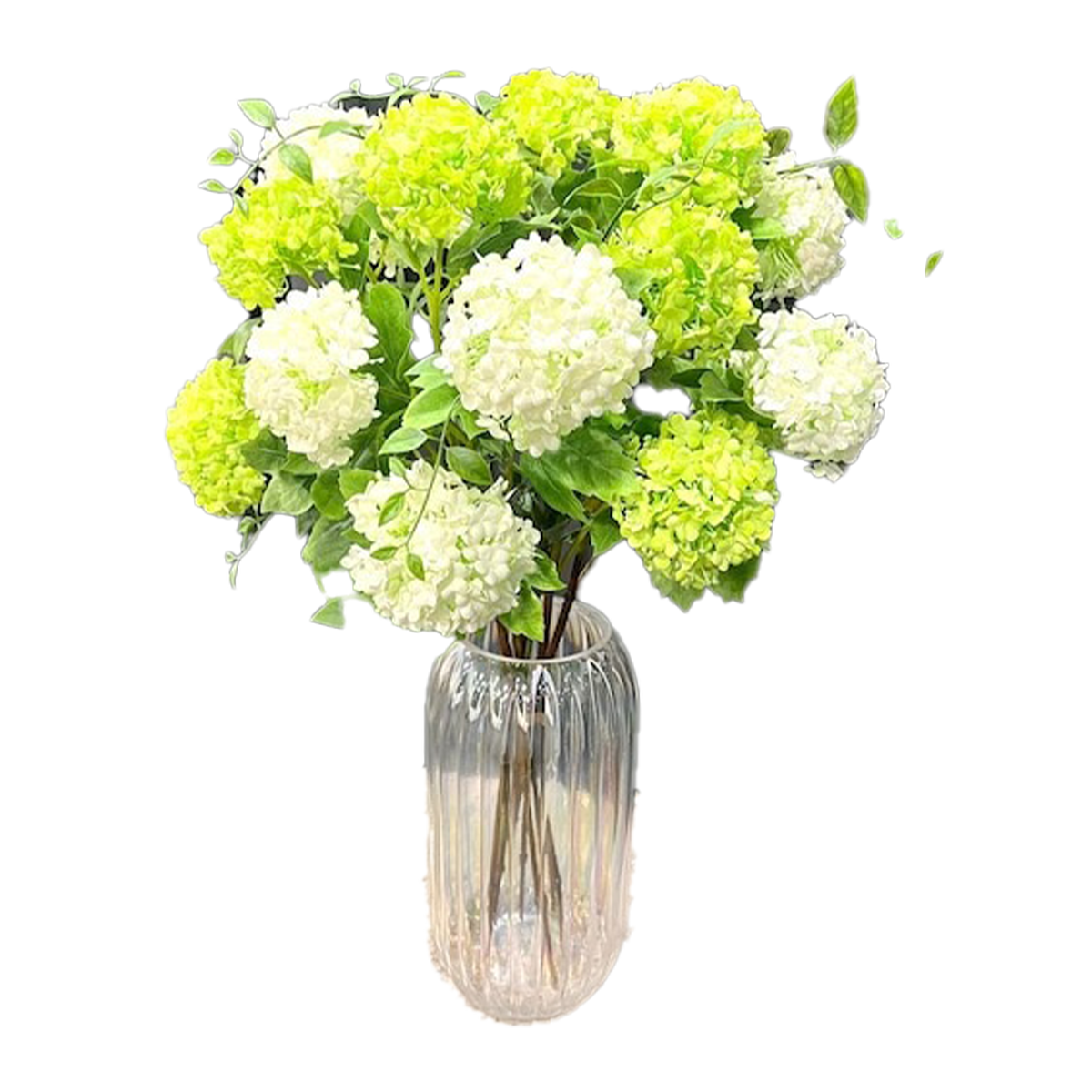 Flowers Guelder Rose