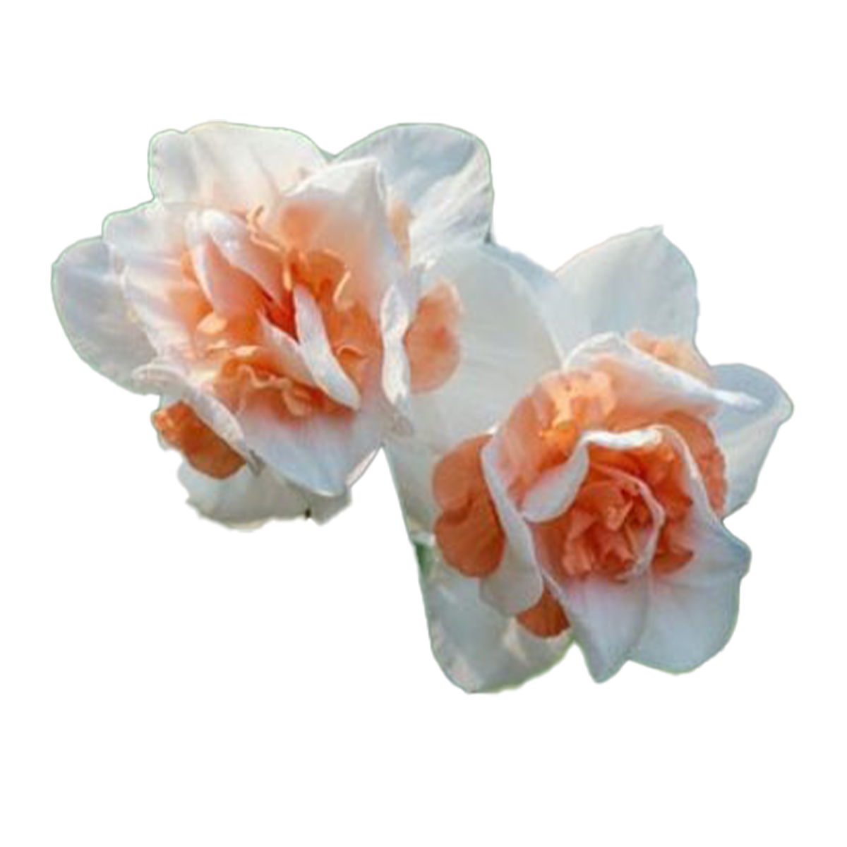 Flowers Double Daffodil