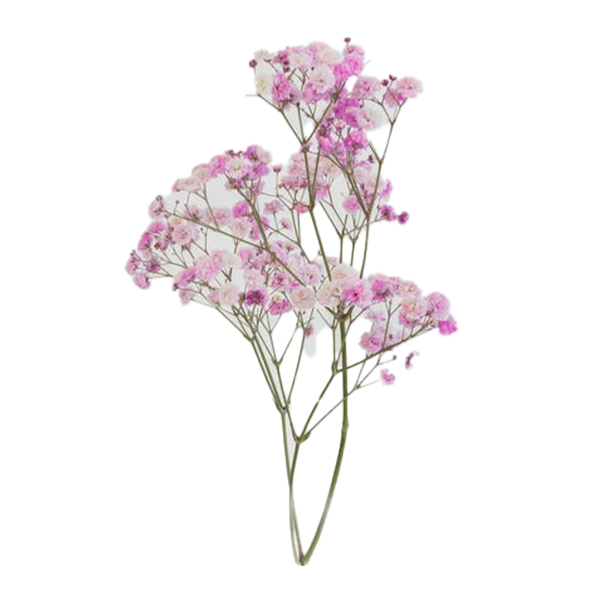 Pink Baby's Breath Dyed Flowers