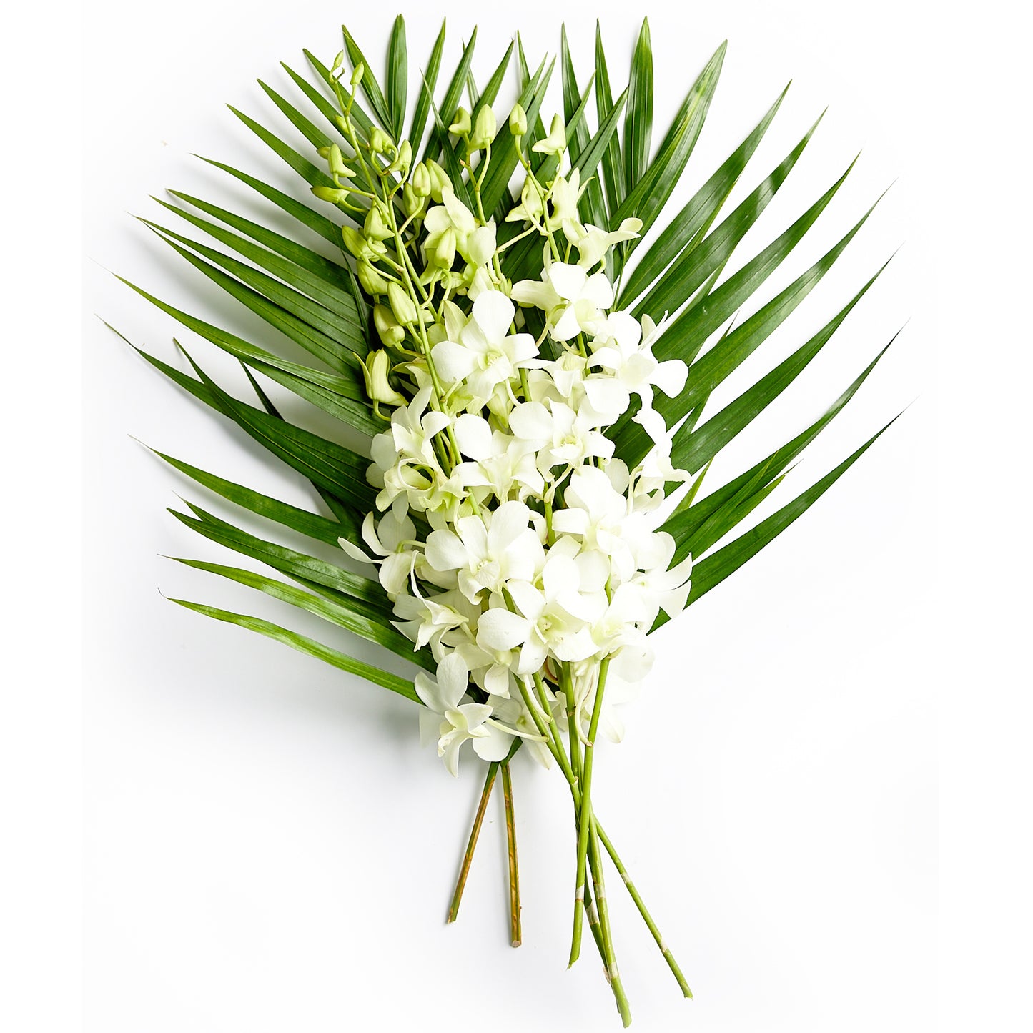 Flowers Singapore Orchids With Palm Bunch | Harris Farm Markets Online