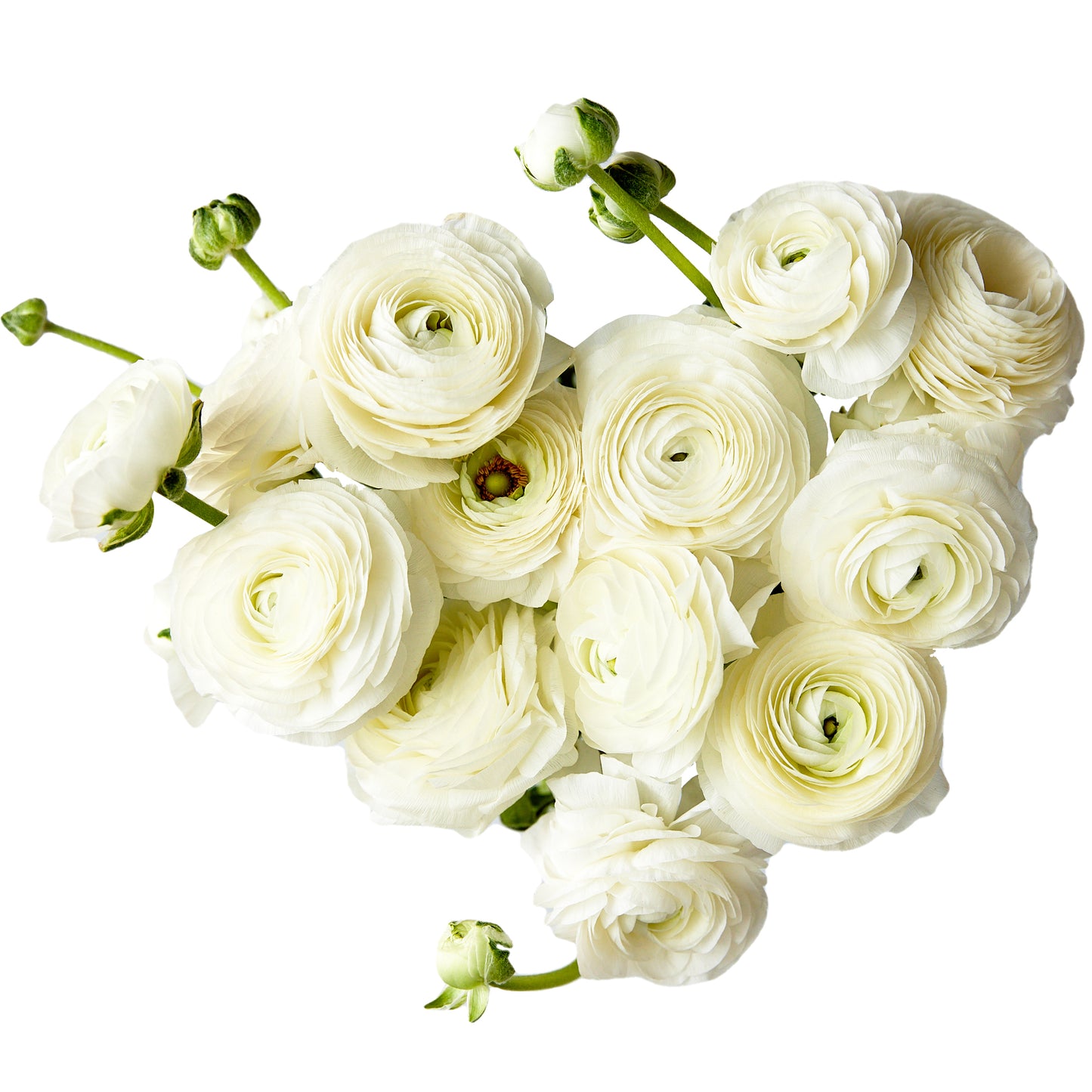 Flowers Ranunculus Premium Bunch