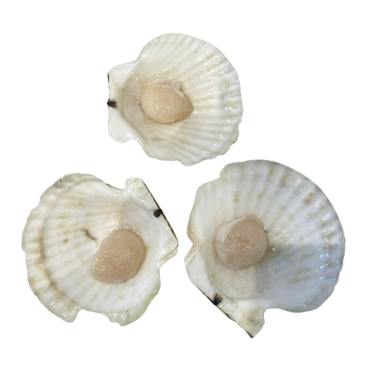 Fish in the Family Wild Caught Large Half Shell Scallop Each