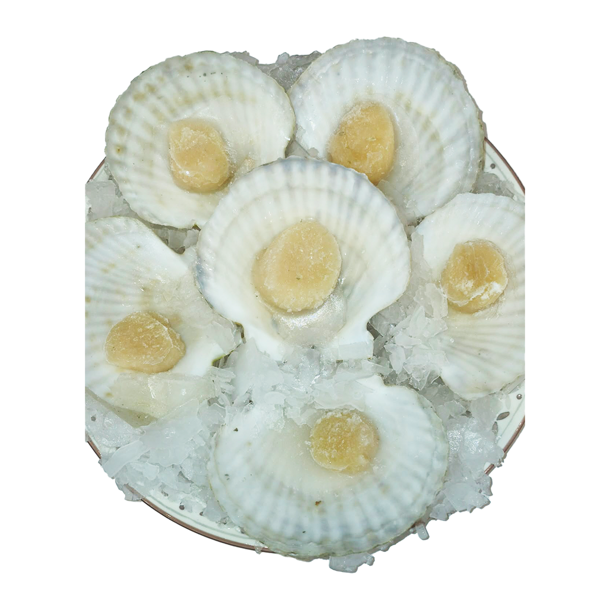 Fish in the Family Wild Caught Large Half Shell Scallop Each