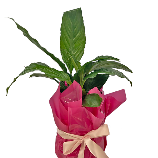 Indoor Designer Ceramic Plant Medium