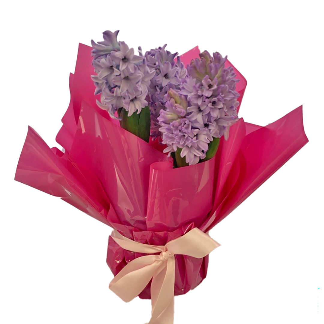 Flowers Hyacinth Plant