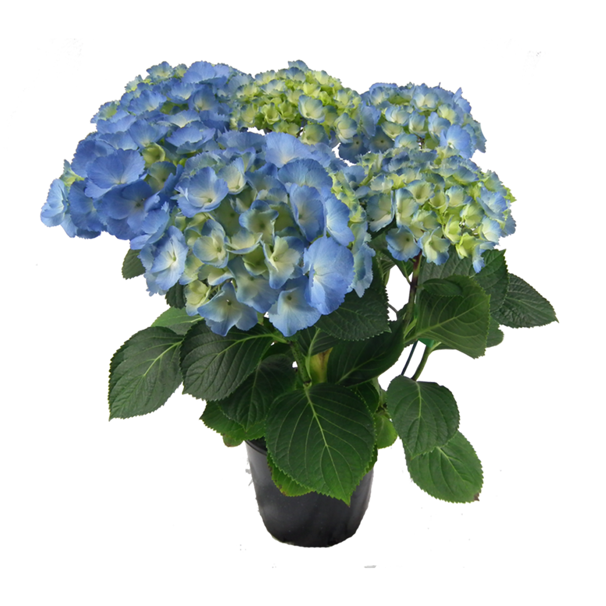 Hydrangea Plant 200mm