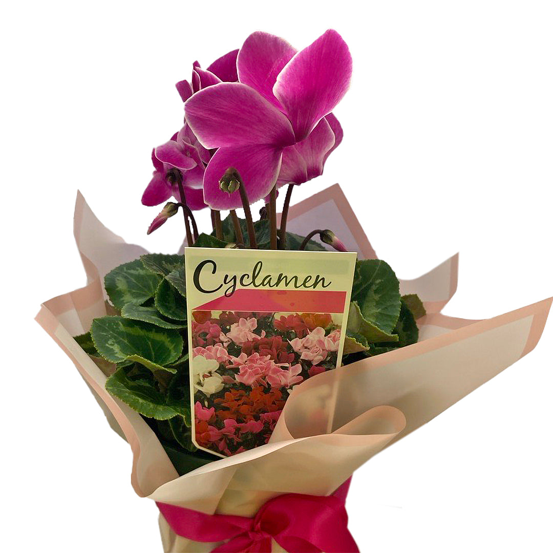 Cyclamen Plant Large