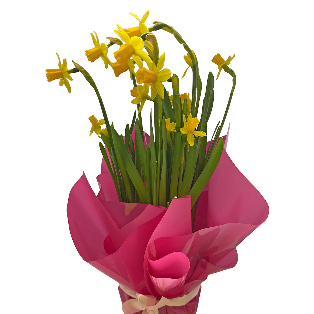 Plant Daffodil