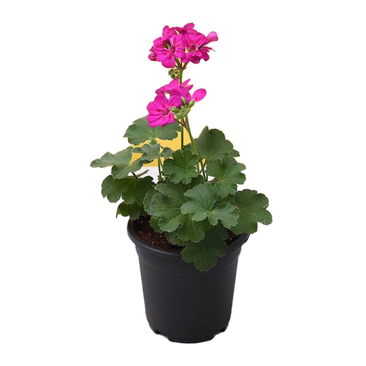 Geranium Plant Medium