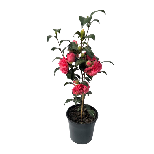 Camellia Plant