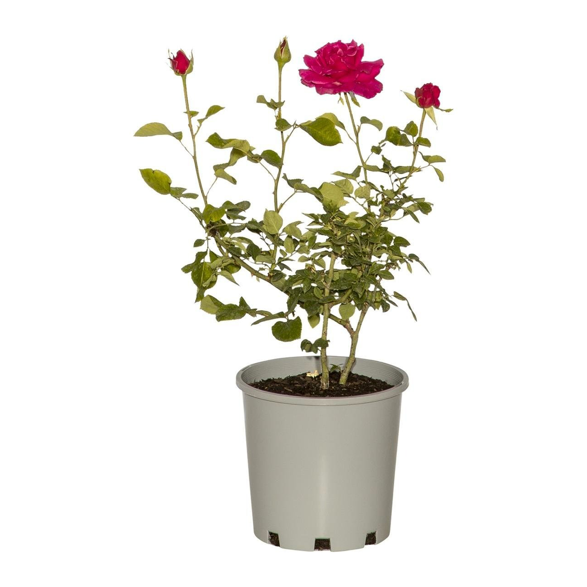 Rose Plant 200mm