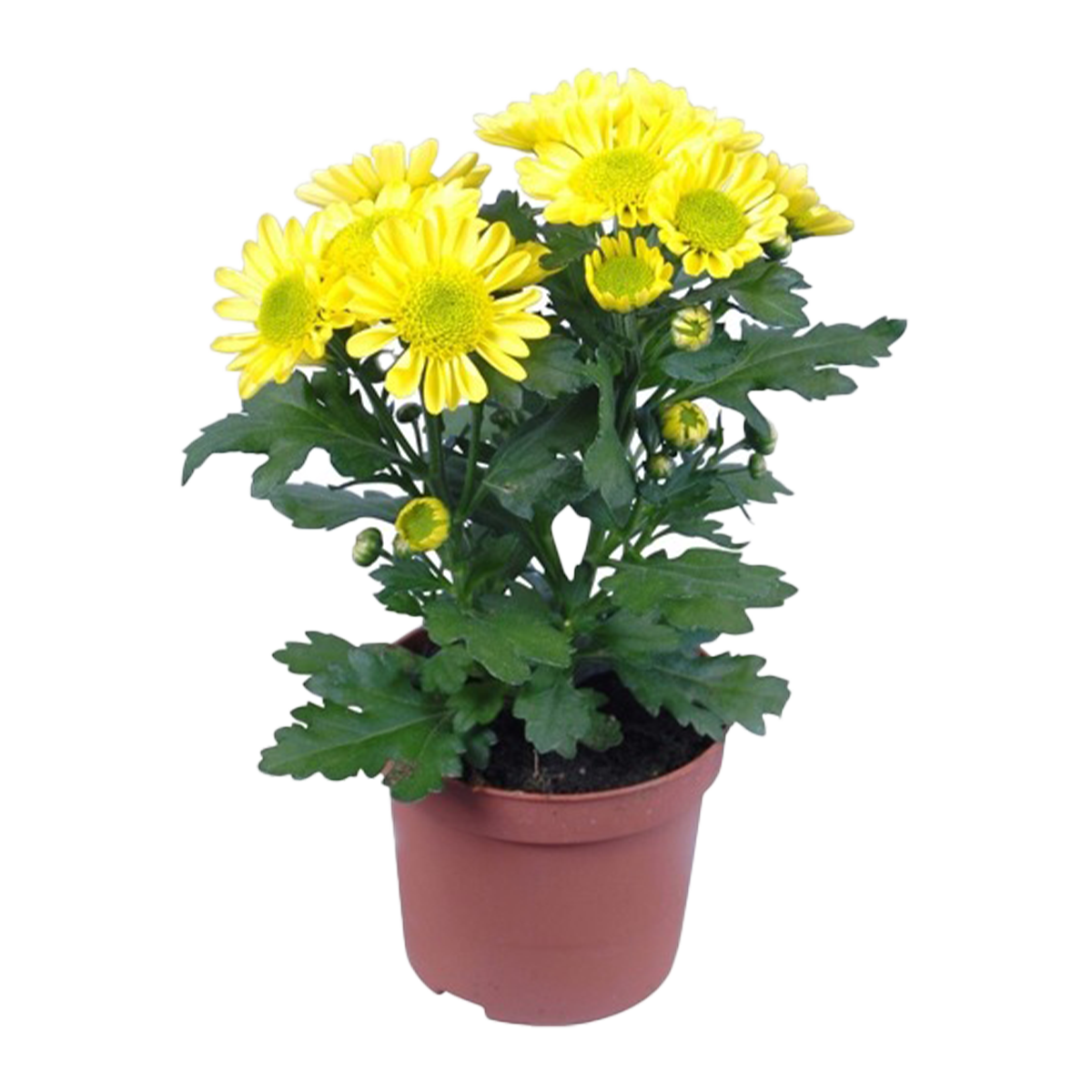 Daisy Plant Medium