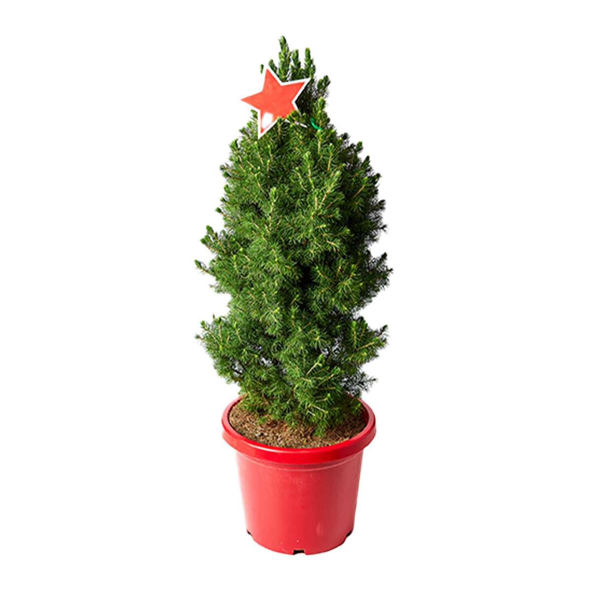 Christmas Tree Plant 14cm Pot