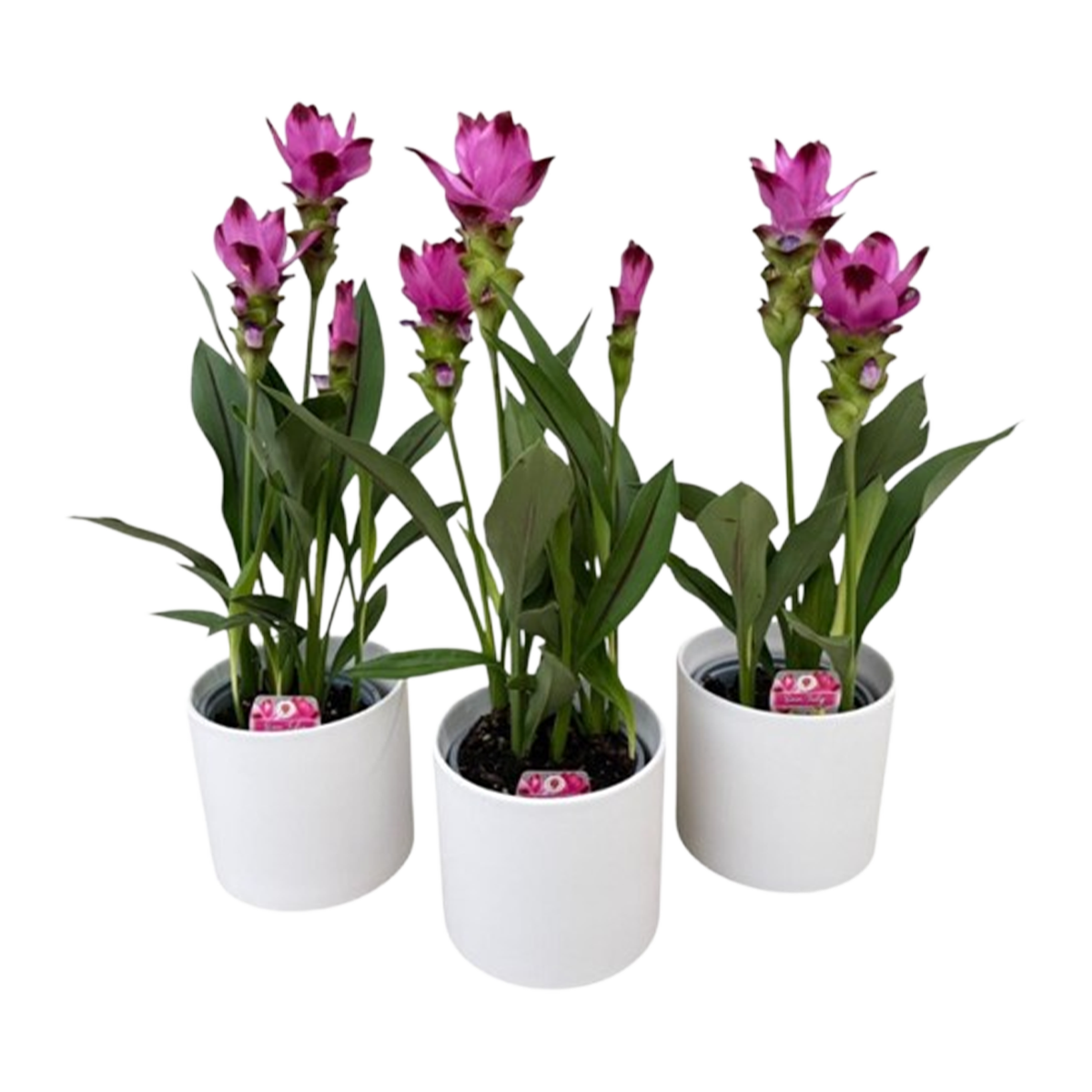 Siam Tulip Plant