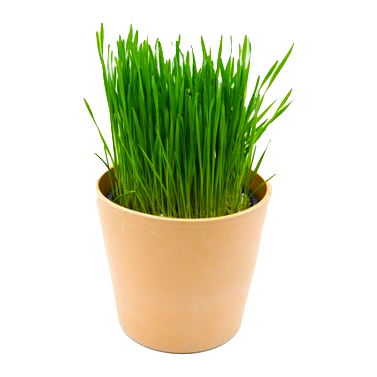 Flowers Cat Grass 100MM