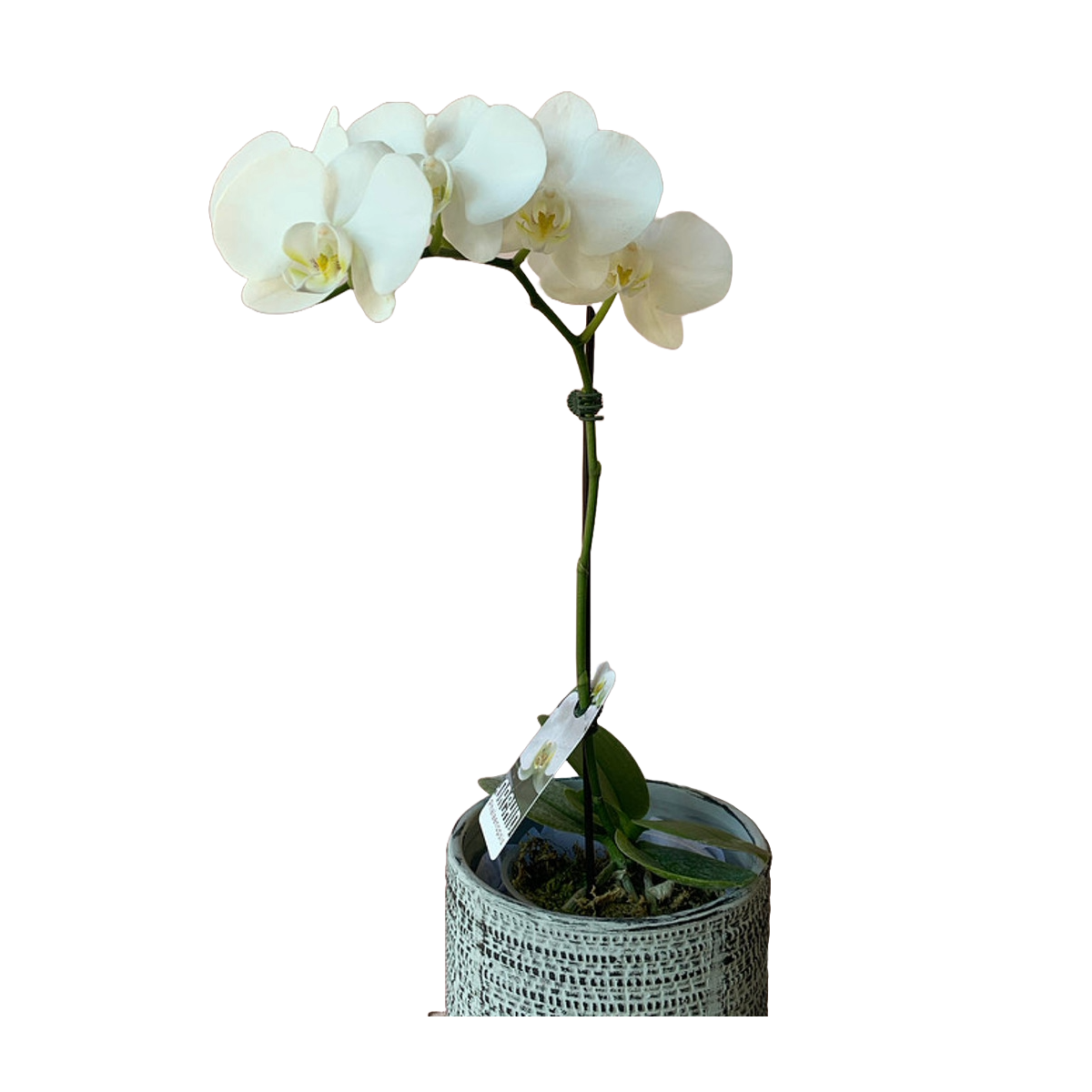 Flowers Phal Orchid Single Stem with Decorative Pot, in Bloom