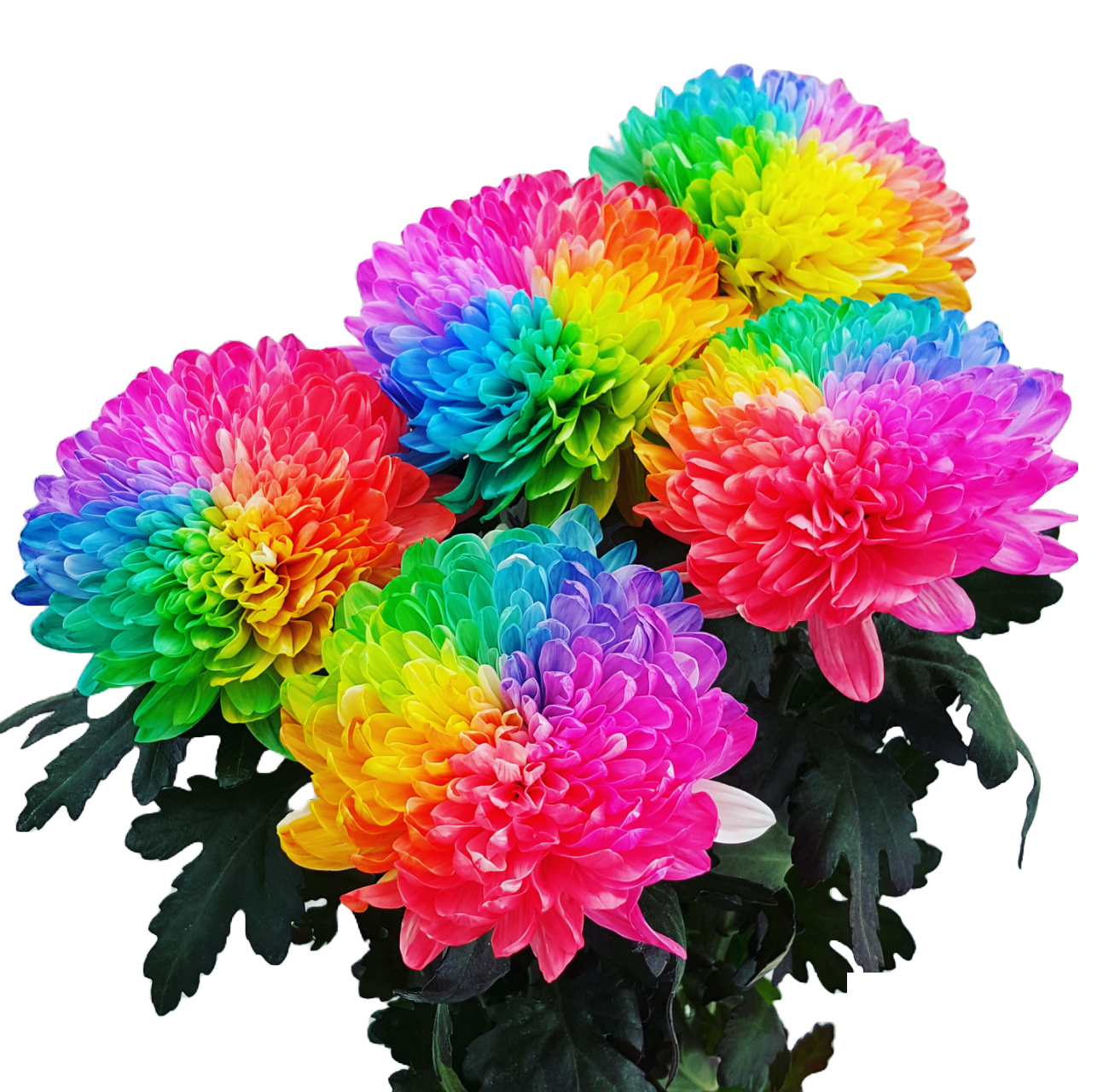 Flowers Rainbow Dyed Disbuds 5 Stem