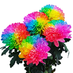 Flowers Rainbow Dyed Disbuds 5 Stem
