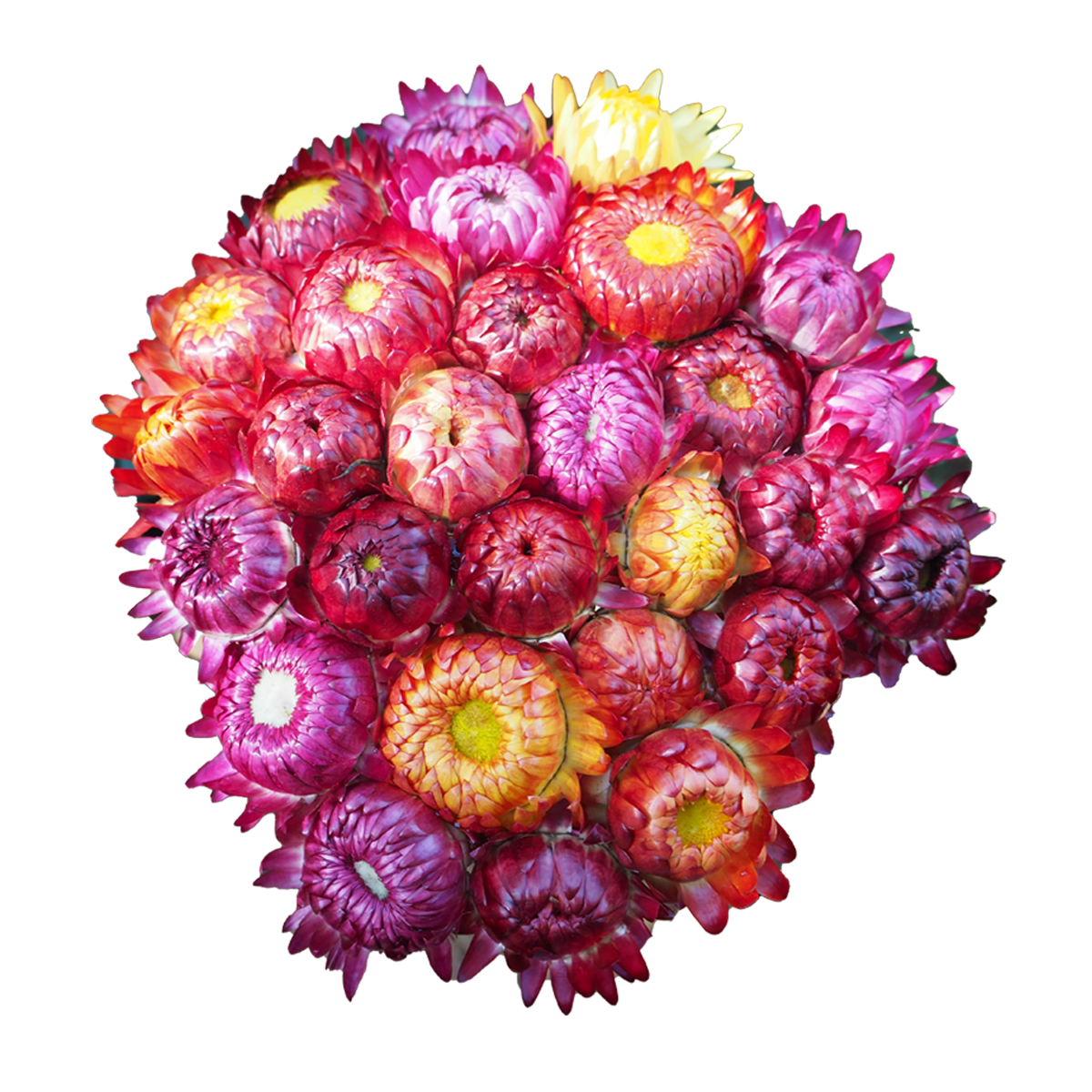 Flowers Paper Daisy Bunch