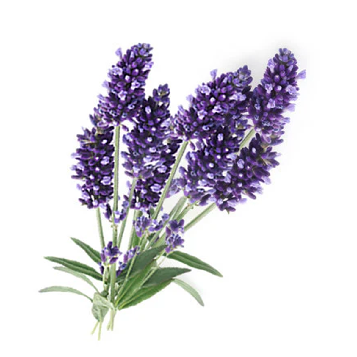 Lavender Flower