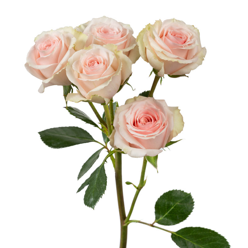 Flowers Spray Roses