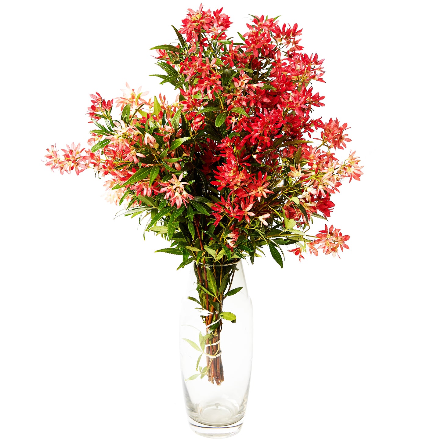 Christmas Bush Small | Harris Farm Online