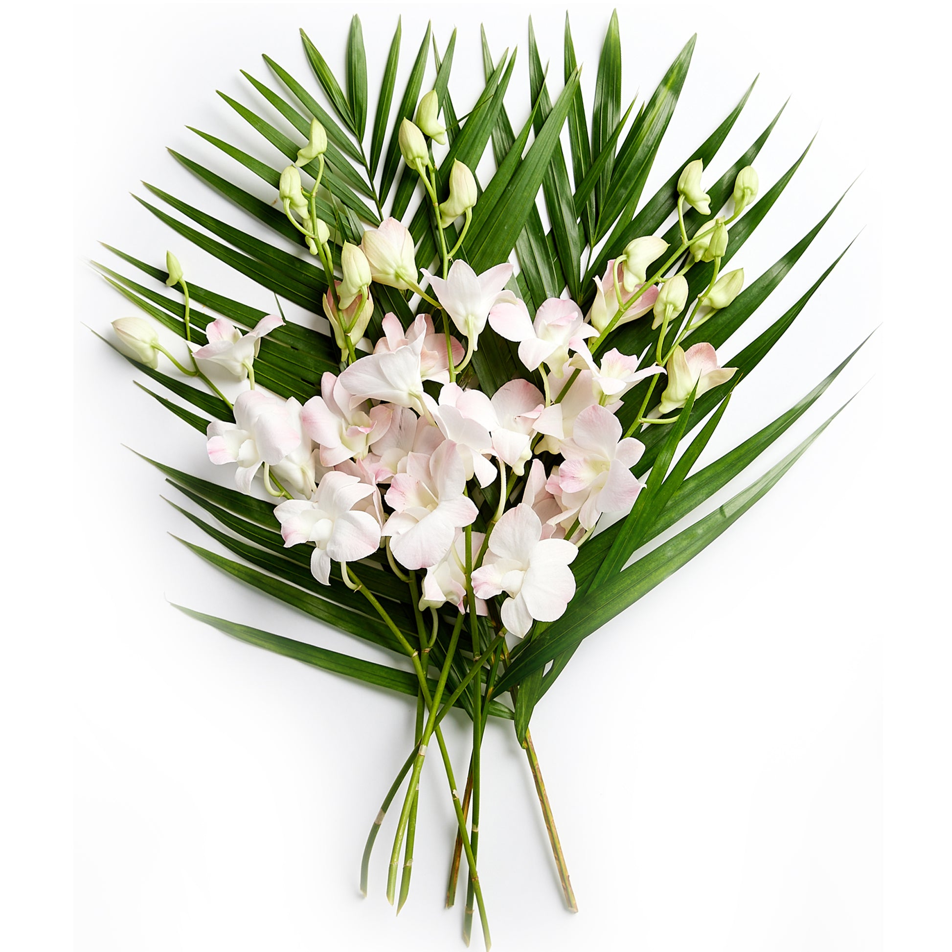 Flowers Singapore Orchids Light Pink | Harris Farm Online