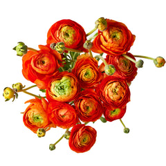 Flowers Ranunculus Orange | Harris Farm Online
