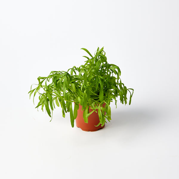 Tarragon Herb Pot | Harris Farm Online