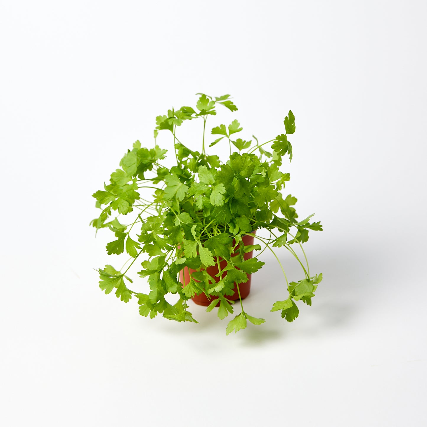 Parsley Flat Herb Pot | Harris Farm Online