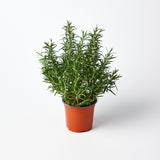 Rosemary Herb Pot | Harris Farm Online