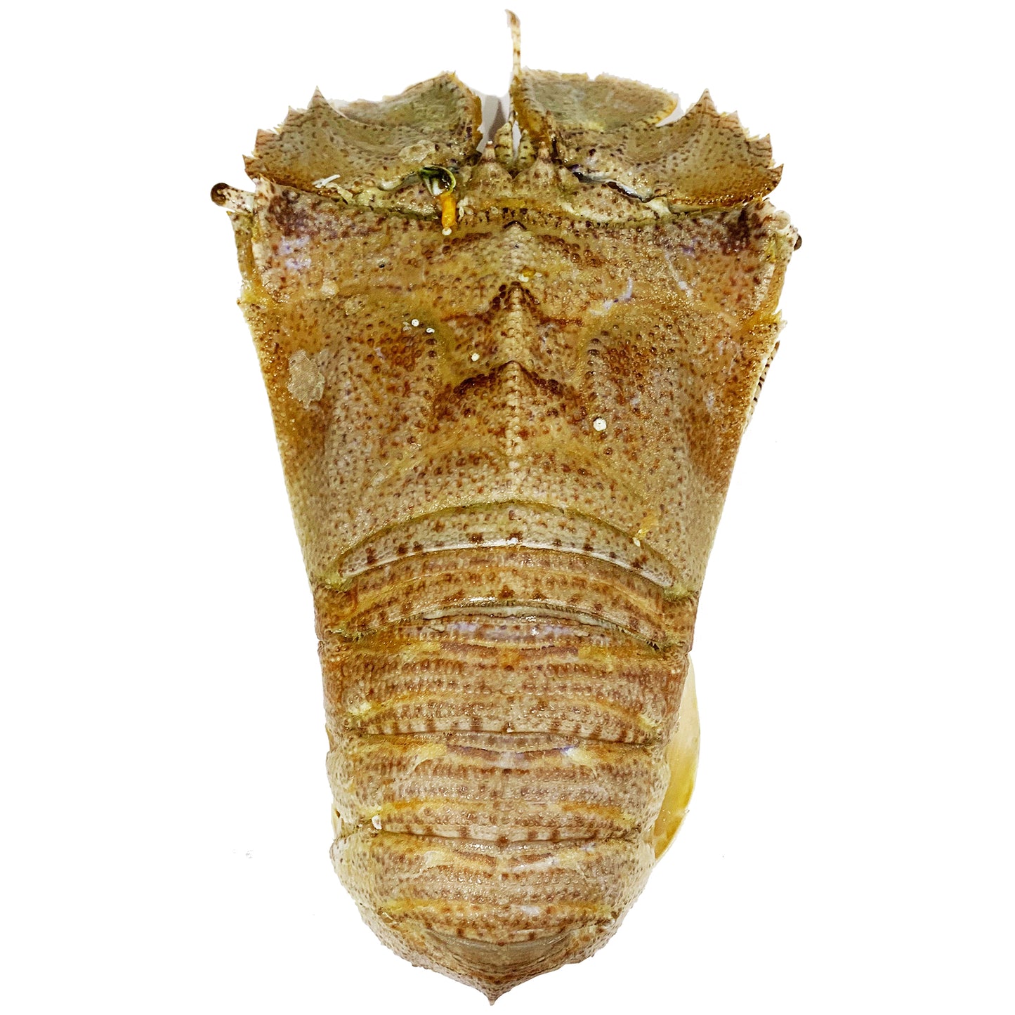 Fresh Moreton Bay Bugs whole and Raw | Harris Farm Online