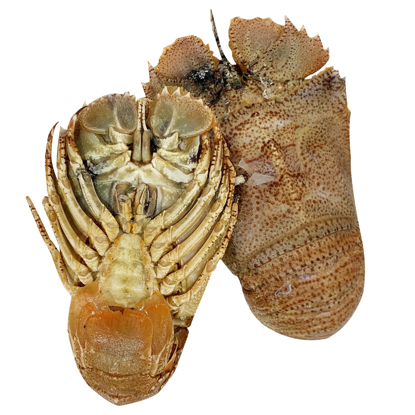 Fresh Moreton Bay Bugs whole and Raw | Harris Farm Online