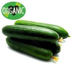 Cucumber Lebanese Organic | Harris Farm Online