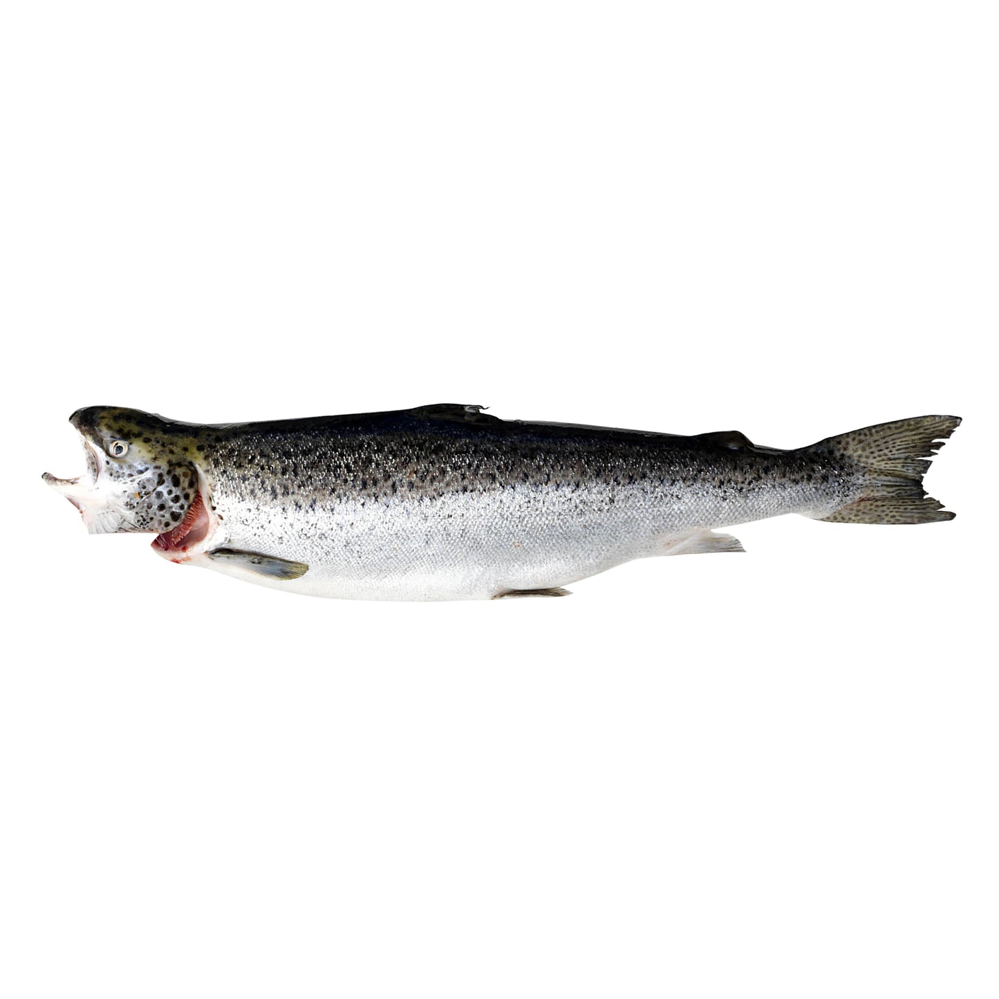 Whole Tasmanian Salmon | Harris Farm Online