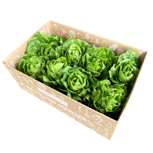 Lettuce Cos Baby Box 8 | Harris Farm Online