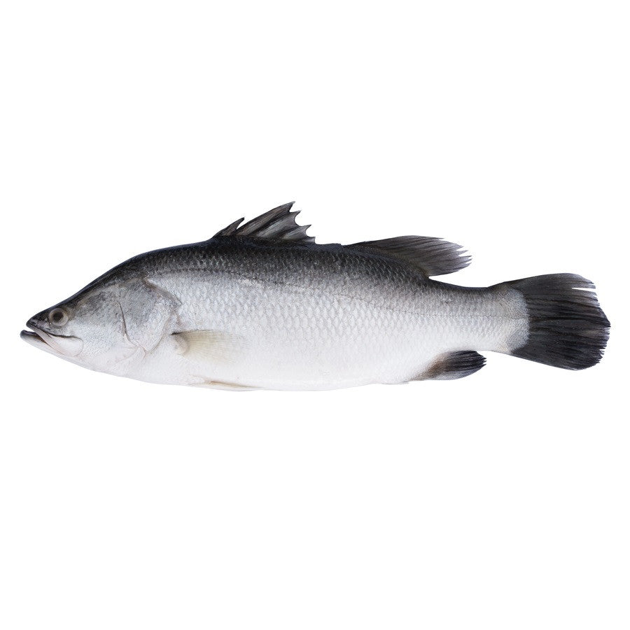 Fish in the Family Barramundi Saltwater Scaled and Gutted min 800g | Harris Farm Markets Online