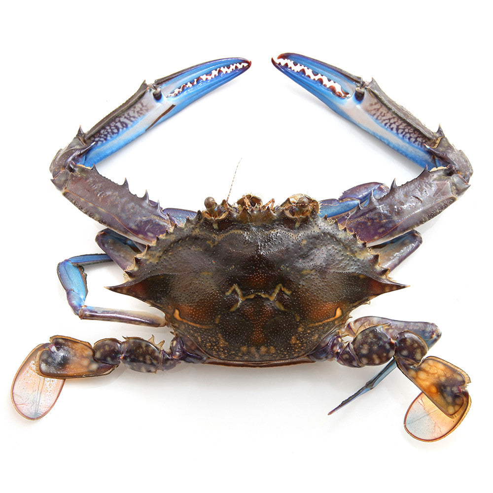 Sydney Fresh Seafood Blue Swimmer Female Raw Crab min 800g