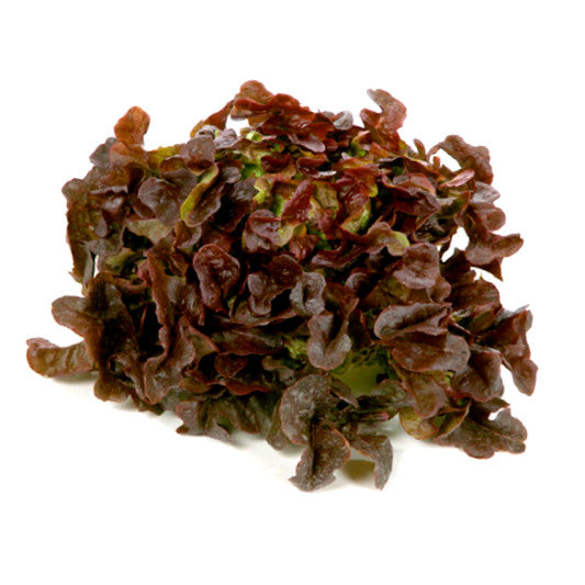 Lettuce Living Red Oak Leaves | Harris Farm Markets