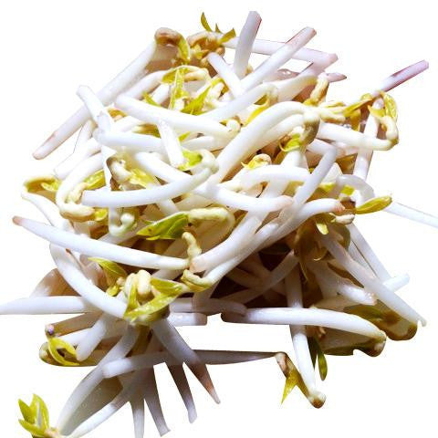 Sprouts Bean (Loose Bag 8 x 400g) , Whsl-Veg - HFM, Harris Farm Markets