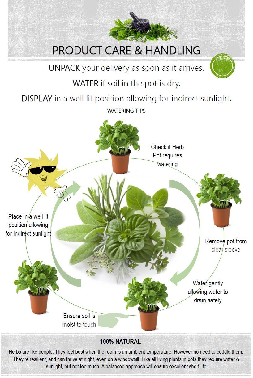 Fresh Herbs Parsley Curly Pot Each