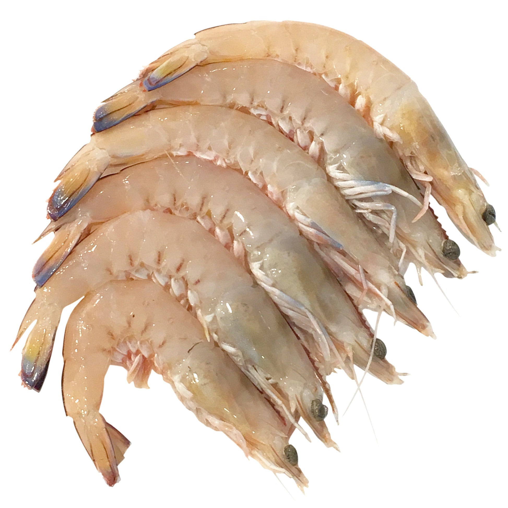 Sydney Fresh Seafood Raw King Prawns Extra Large | Harris Farm Online